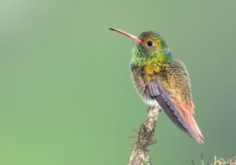 Hummingbird