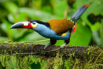 Plate-billed Mountain-Toucan