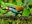 Plate-billed Mountain-Toucan