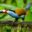 Plate-billed Mountain-Toucan