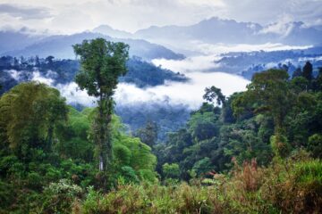 Mindo Cloud Forest