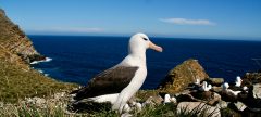 BLACK BROWED ALBATROSS