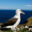 BLACK BROWED ALBATROSS