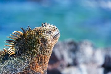 Marine Iguana in the Galapagos