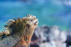 Marine Iguana in the Galapagos