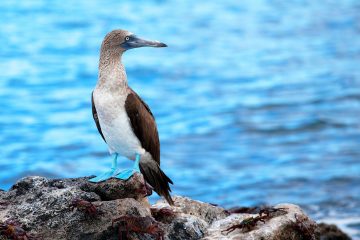 Blue footed booby