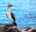 GPS_BlueFootedBoby_Shutterstock_112224716