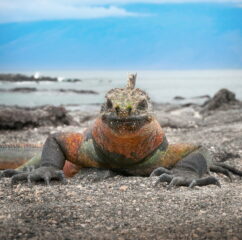 Marine Iguana