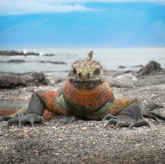 Marine Iguana