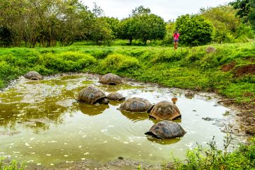 Tortoises in water in the Galapagos
