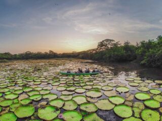 Giant Waterlillies