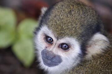 Squirrel Monkey