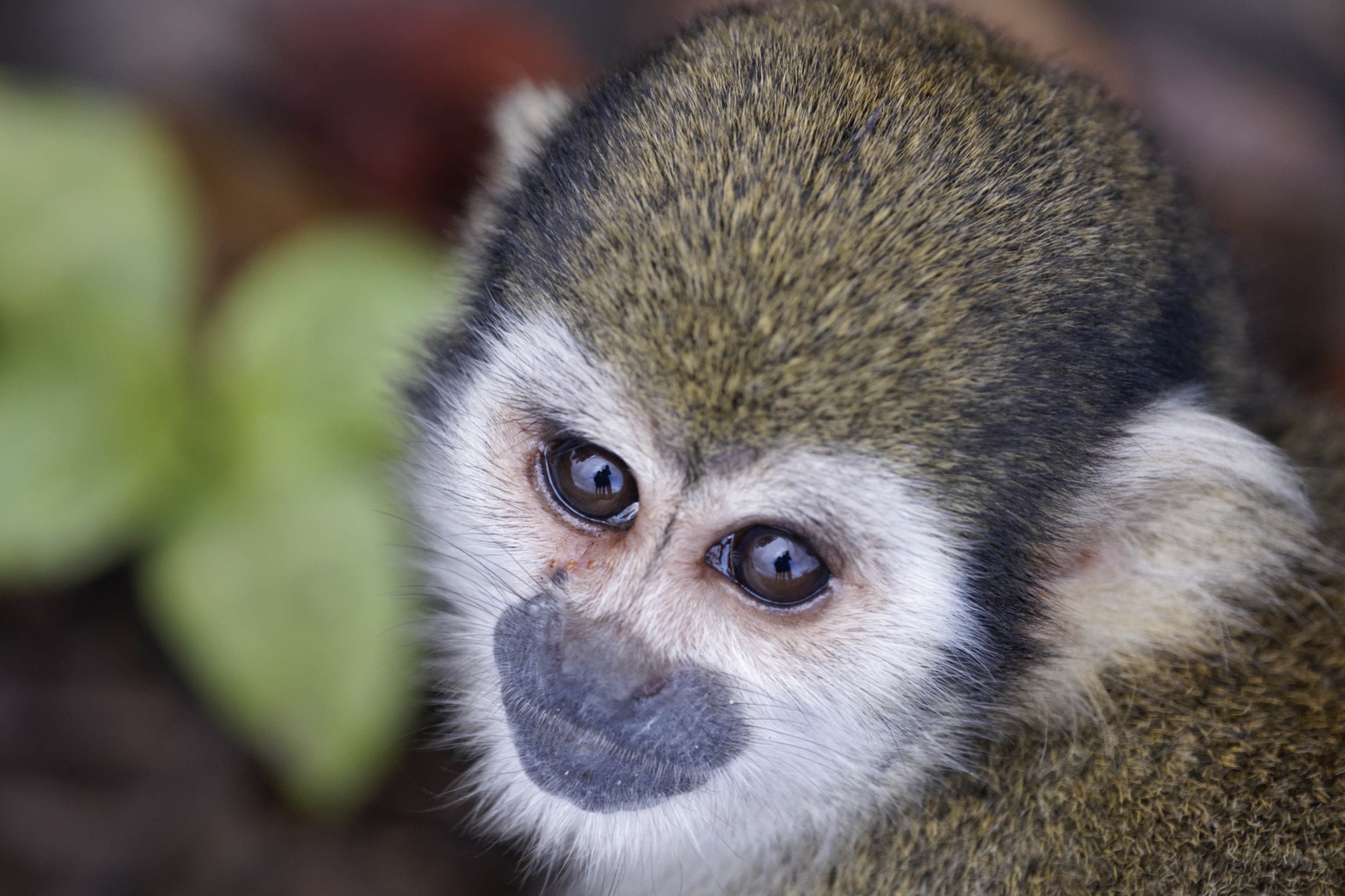 Squirrel Monkey
