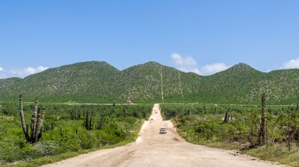 Sandy road through cactus-covered landscape, Mexico