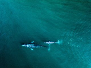 Whales in Baja