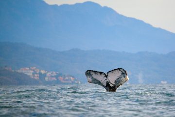 Whale in Banderas Bay