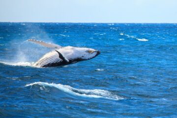 Humpback whale