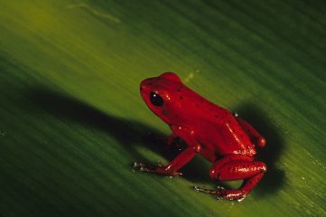 ANCON EXPEDITIONS ©