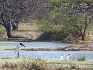 El Chaco Paraguay
