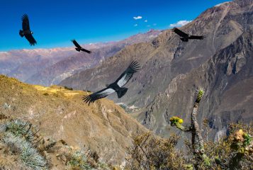 Colca Canyon