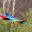 Colourful Macaws flying over the Amazon
