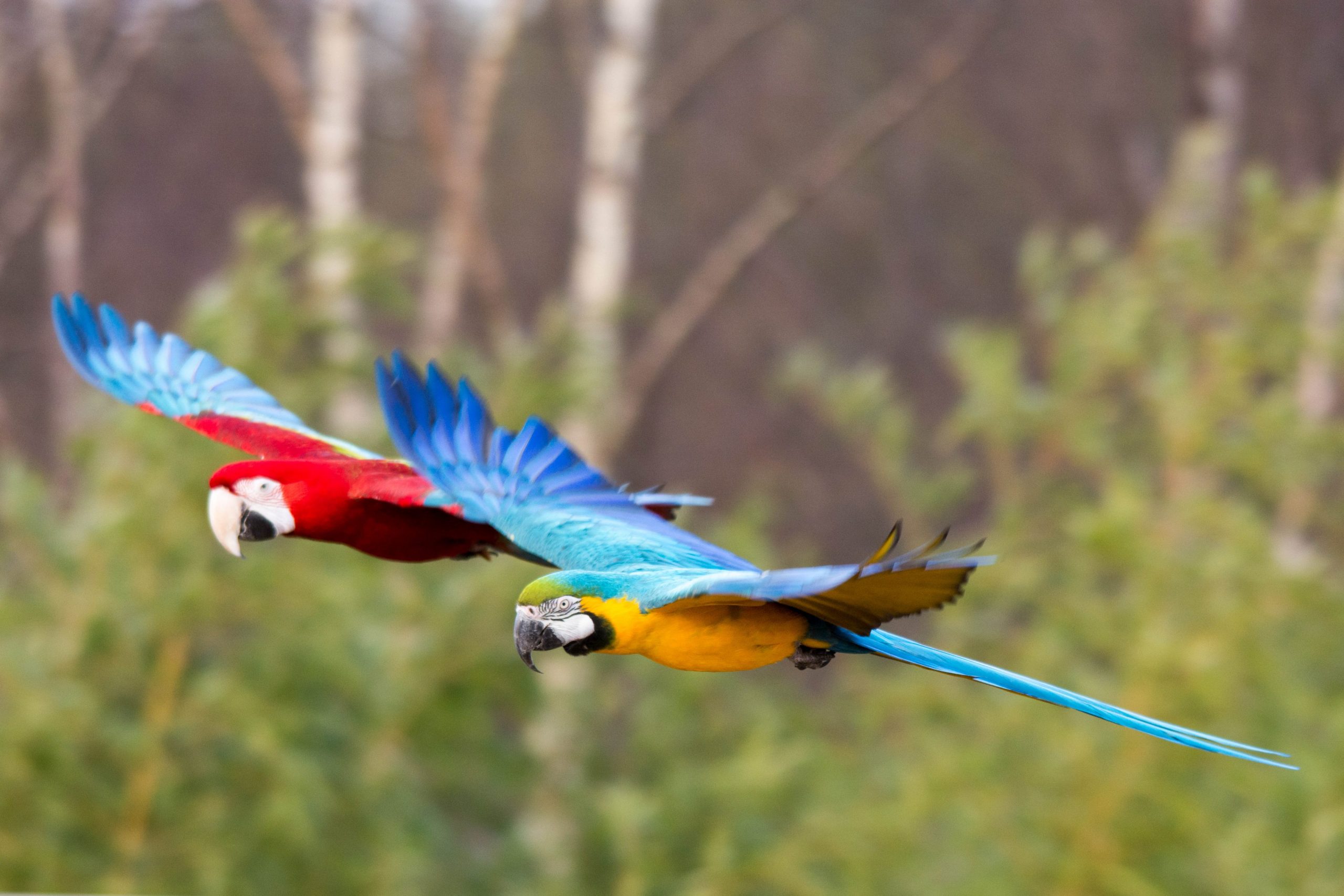 Colourful Macaws flying over the Amazon