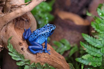 Blue spotted poison dart frog in the jungle