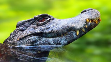 Black Caiman
