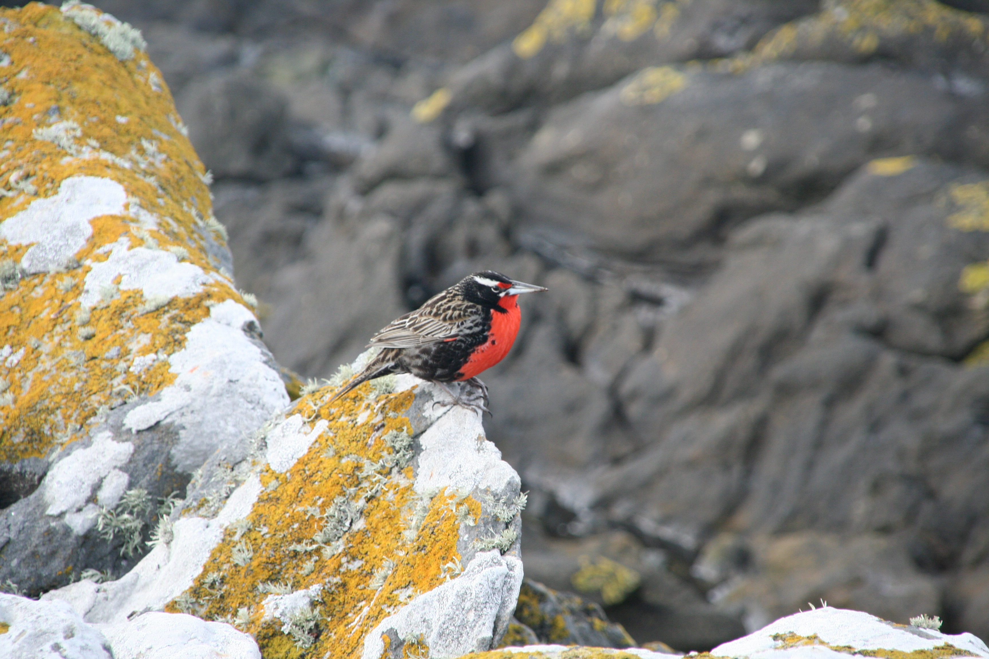 Ben Line © Carcass Island
