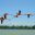 Flamingos