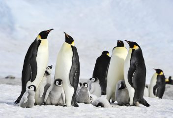 Emperor penguins