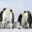 Emperor penguins