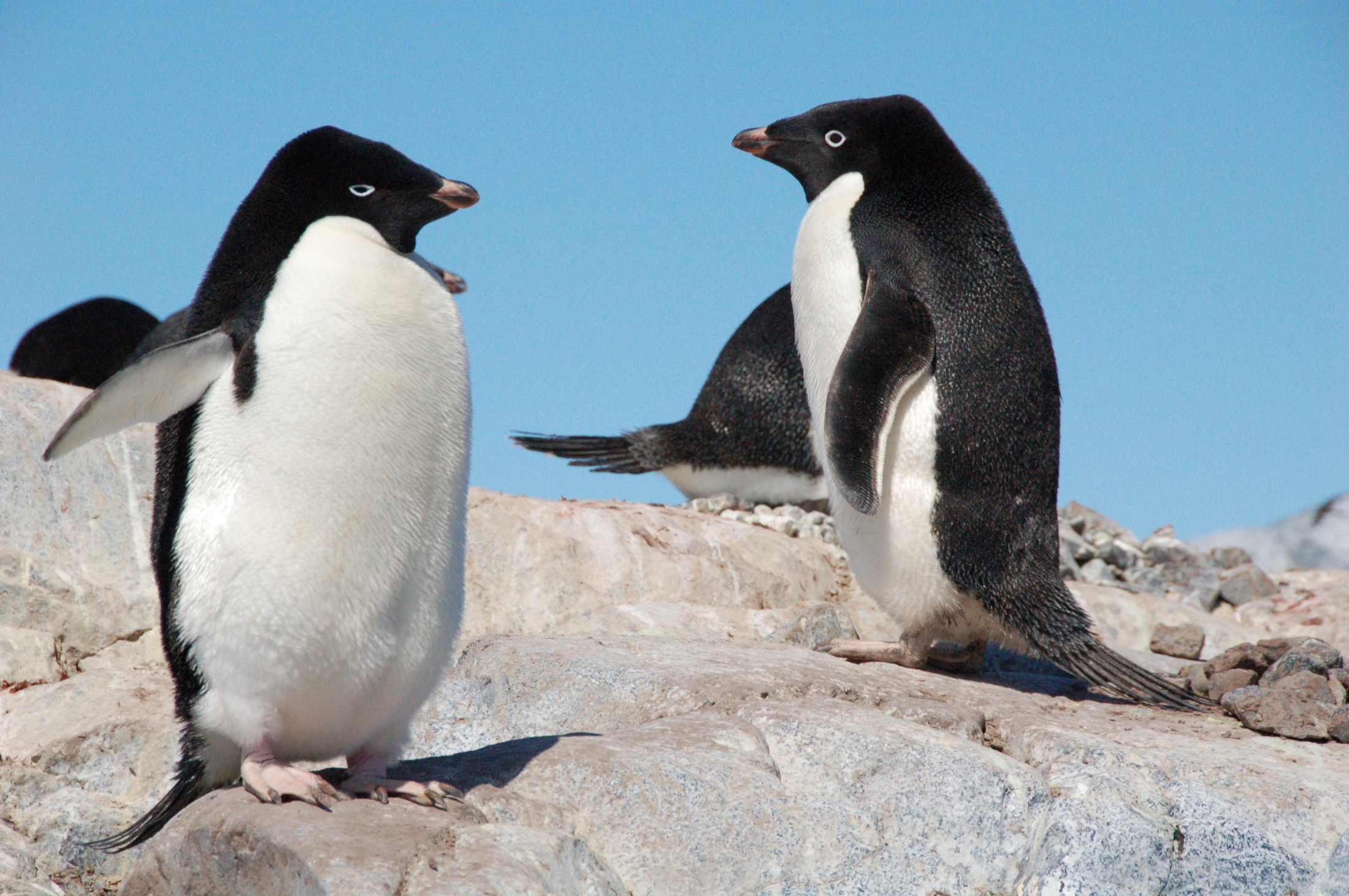 ANT_AdeliePenguins_KeithTurner_freewithcredit