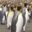 King Penguin colony