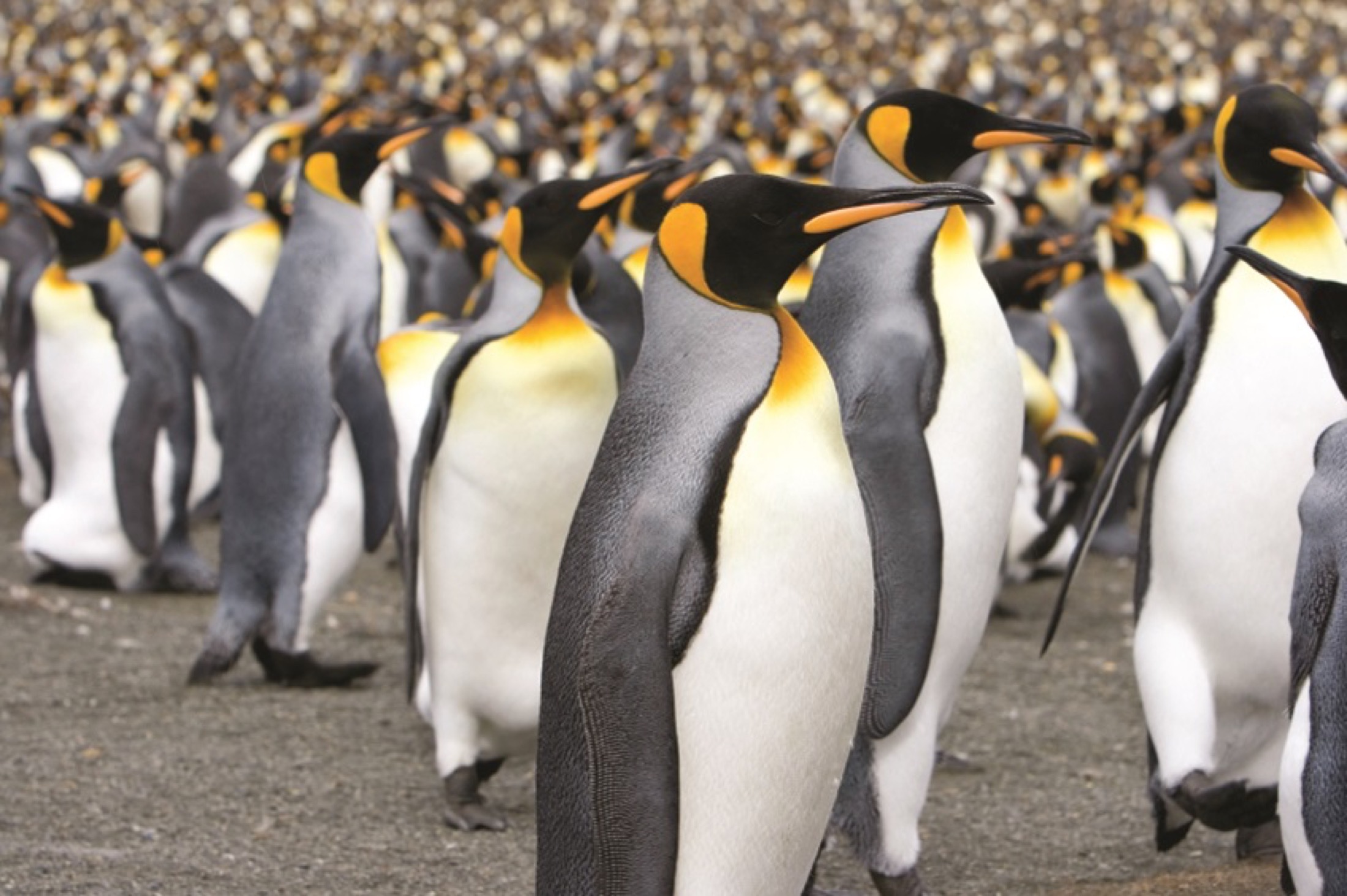 ANT_KingPenguinColony_iStock_AlexanderHafemann_2994397Small King Penguin colony