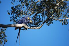 BRA_Pantanal_Macaws_PWG_staff