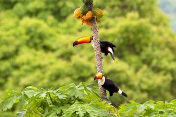 Toucans sitting in a tree