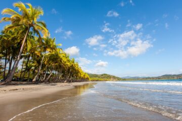 Palm trees on a white sand beach