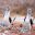Blue footed booby, Galapagos