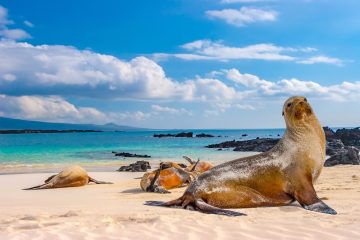 Sea lions on a sandy beach in the Galapagos