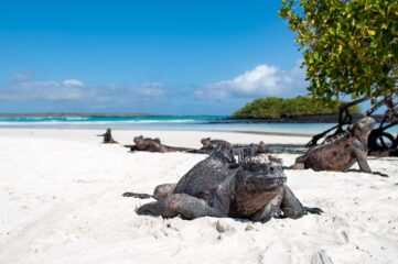 Marine Iguanas sitting in the sand in the Galapagos