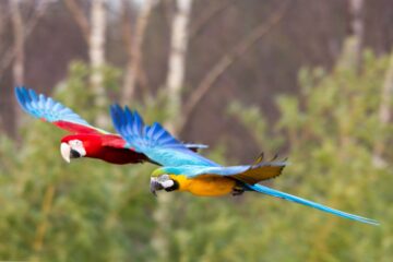 Colourful Macaws flying over the Amazon