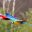 Colourful Macaws flying over the Amazon