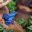 Blue spotted poison dart frog in the jungle