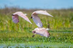 ARG_Ibera Wetlands_Puerto Valle_Birdlife 2 – Hotel Puerto Valle – Argentina17