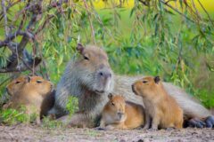 ARG_Ibera Wetlands_Puerto Valle_Capybara – Hotel Puerto Valle – Argentina10