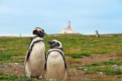 ARG_TierraDelFuego_MagellanicPenguin_Australis_supplier