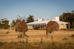 Two ostriches outside Estancia Rincon Chico