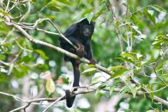 BRA_TheBrazilianAmazon_CristalinoLodge (4)