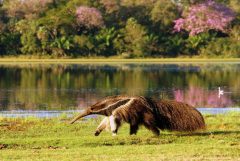 Fazenda Barranco Alto